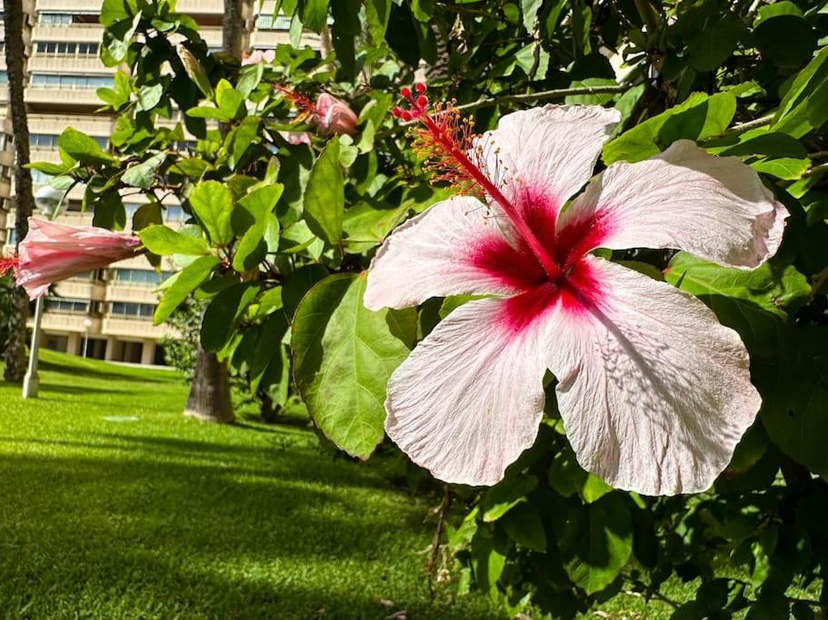 Apto. Tobago, Vistas Y Urbanizacion De Ensueno Ел Кампело Екстериор снимка